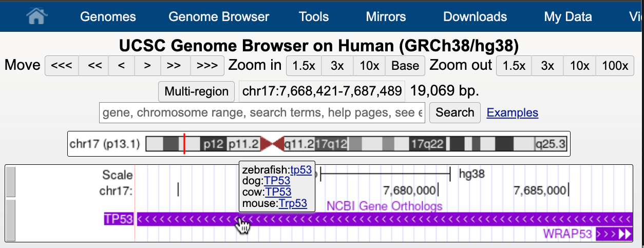 hg38 session
  visualizing the NCBI Gene Orthologs track